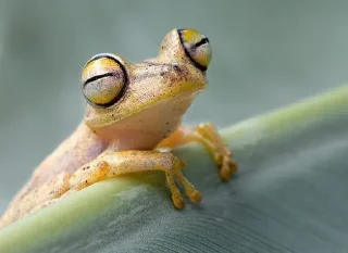 ☺️ emoji Willy frog Telegram sticker 11 of 23