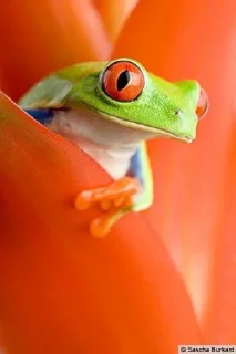 🤔 emoji Willy frog 2 Telegram sticker 11 of 31