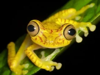 😳 emoji Willy frog 2 Telegram sticker 12 of 31