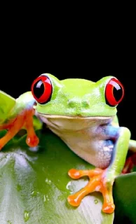 😅 emoji Willy frog Telegram sticker 23 of 23