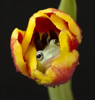 😣 emoji Willy frog Telegram sticker 13 of 23