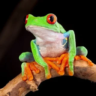 🧐 emoji Willy frog 2 Telegram sticker 7 of 31