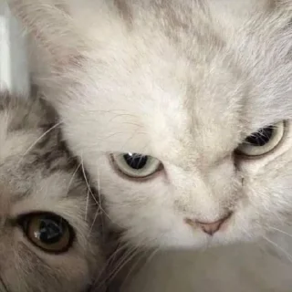 😡 emoji gatinhos do sant Telegram sticker 8 of 14