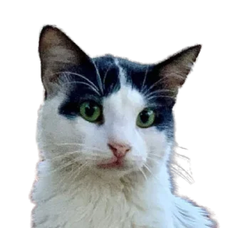 😻 emoji @gatoAventuras Telegram sticker 23 of 45