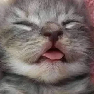 😛 emoji gatinhos do sant Telegram sticker 10 of 14