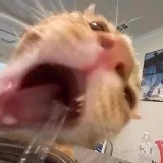 😜 emoji gatinhos do sant Telegram sticker 12 of 14