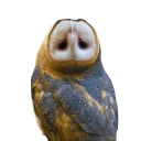Sticker from barn owls