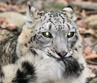 ❄ emoji Snow leopard Telegram sticker 20 of 38