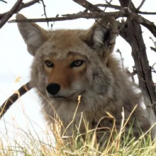 😯 emoji Coyote gathering! Telegram sticker 14 of 92