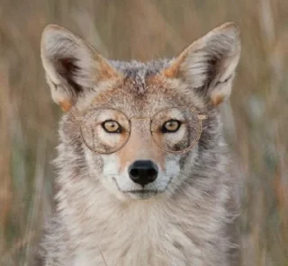 🤓 emoji Coyote gathering! Telegram sticker 1 of 92