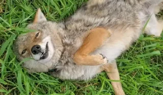 😄 emoji Coyote gathering! Telegram sticker 13 of 92