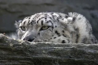 😶 emoji Sneaky Snep Telegram sticker 14 of 49