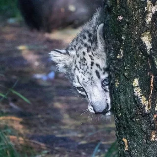 😶 emoji Sneaky Snep Telegram sticker 15 of 49