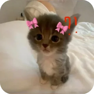 🐱 emoji lindo💗 Telegram sticker 14 of 50