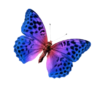 🦋 emoji Joy Colors 07 Telegram sticker 6 of 14
