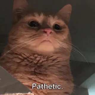 😾 emoji CATS I LOVE CATS 😻 Telegram sticker 19 of 68