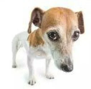Sticker from cachorro