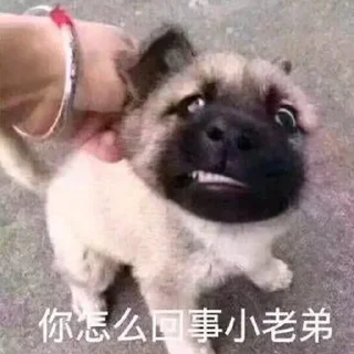 😂 emoji 锦鲤(KoiPayment)@KoiPay Telegram sticker 16 of 89