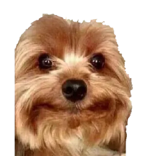 🙂 emoji Más Muebles Telegram sticker 13 of 83