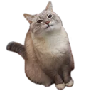 😾 emoji Fagnao-Pack Telegram sticker 11 of 120