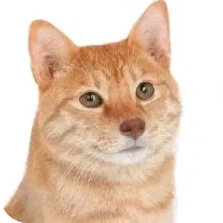 🐱 emoji Sandy 2 xd Telegram sticker 13 of 26
