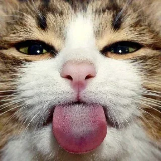 😝 emoji COURT Telegram sticker 20 of 20
