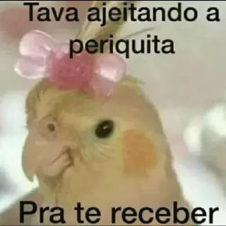 🦜 emoji Paquera @igorpandy [Igor Kamandukaia] Telegram sticker 19 of 47