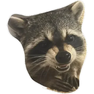 😈 emoji Habēmus un poco más de Raccoon Telegram sticker 13 of 120
