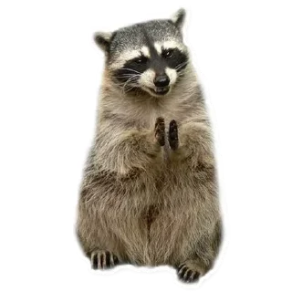 😈 emoji Habēmus más Raccoon Telegram sticker 24 of 120