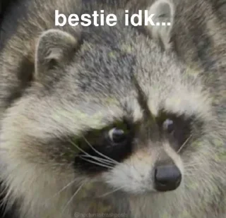 🦝 emoji Racoon 🦝 Telegram sticker 12 of 50