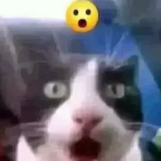 Sticker from Cat