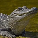 🐊 emoji Dorsa's Gift🐊 Telegram sticker 9 of 22