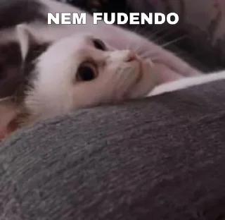 👱‍♀️ emoji Gato Cássio do Corinthians Telegram sticker 15 of 15