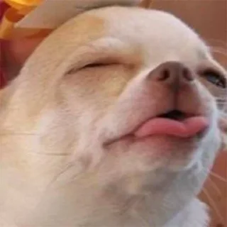😛 emoji Stickers mas perros del mundo (2) Telegram sticker 16 of 109