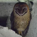 😏 emoji barn owls Telegram sticker 8 of 11