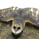 😡 emoji barn owls Telegram sticker 10 of 11