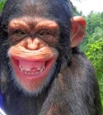 🐵 emoji Macacos rindos Telegram sticker 3 of 12
