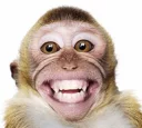 🐵 emoji Macacos rindos Telegram sticker 4 of 12