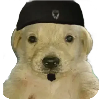 🐶 emoji Perros del Rubén Telegram sticker 13 of 14