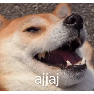 Sticker from MEMES DE PERROS - [Instagram: @WiStickers]
