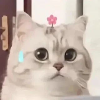 ☹️ emoji 猫猫表情包 👉 @biaoqing8 Telegram sticker 17 of 28