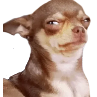 Sticker from CHIHUAHUAS - [Instagram: @WiStickers]