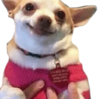 🙂 emoji CHIHUAHUAS - [Instagram: @WiStickers] Telegram sticker 9 of 27