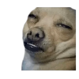 😑 emoji CHIHUAHUAS - [Instagram: @WiStickers] Telegram sticker 8 of 27