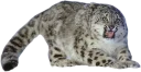 😫 emoji Snep Lep Blep Telegram sticker 20 of 119