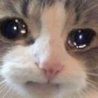 🥺 emoji Pal carajo Telegram sticker 12 of 108