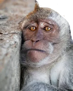 😔 emoji Monkeys- @sepajus Telegram sticker 21 of 25