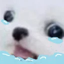 Sticker from Animal memes