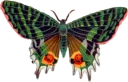 Sticker from Butterfly