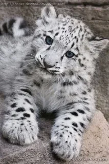 ❄ emoji Snow leopard Telegram sticker 21 of 38